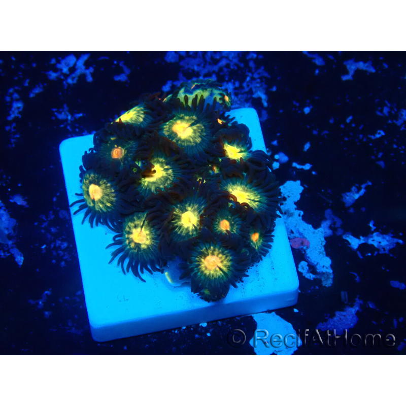 WYSIWYG - ZoanthusMaricoltura Indo Acclimatato sotto LED