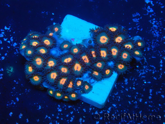 WYSIWYG - Zoanthus 14P3 Mariculture Indo Acclimaté sous led