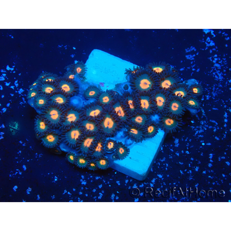 WYSIWYG - Zoanthus Mariculture Indo Acclimated under LED