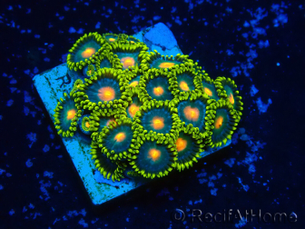 WYSIWYG - ZoanthusMaricultura Indo acclimatato sotto led