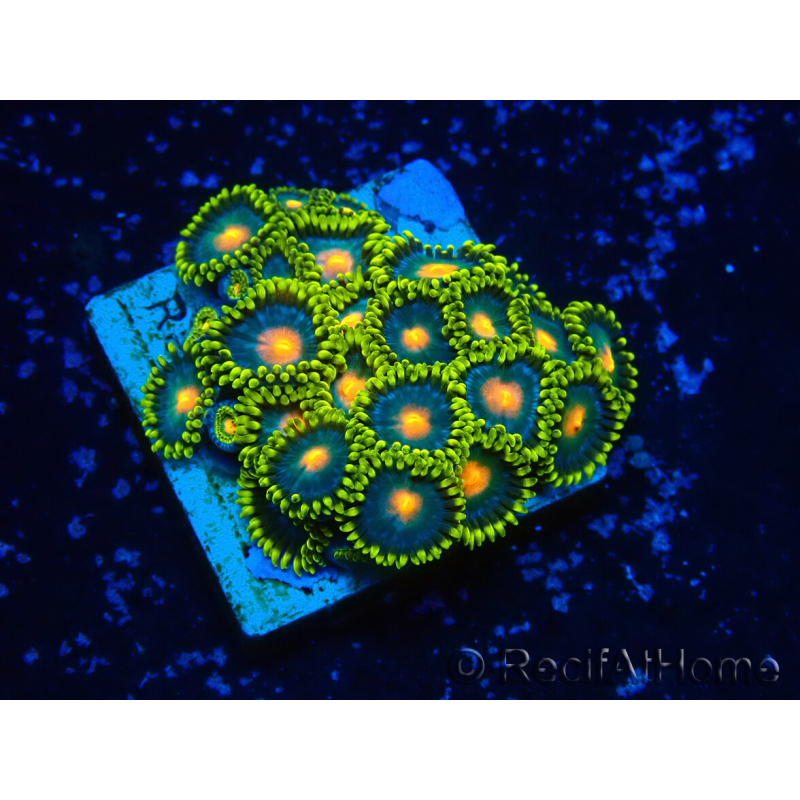 WYSIWYG - ZoanthusMaricultura Indo acclimatato sotto led
