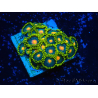 WYSIWYG - Zoanthus 14P4 Mariculture Indo Acclimaté sous led
