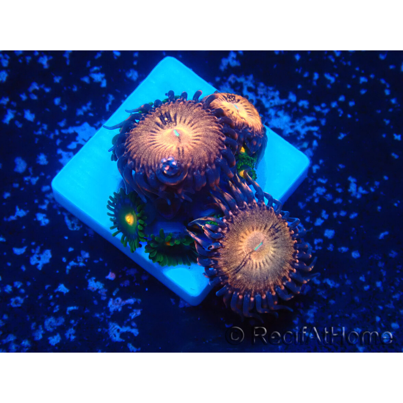 WYSIWYG - ZoanthusMarikultur Indo Eingewöhnt unter LED