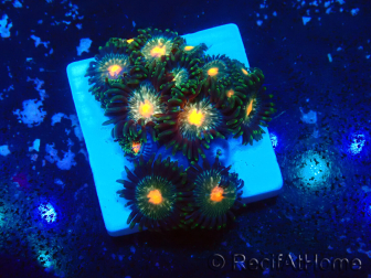 WYSIWYG - Zoanthus Marikultur aus Indo unter LED akklimatisiert