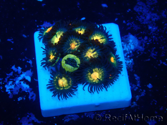 WYSIWYG - Zoanthus Mariculture Indo Acclimated under LED