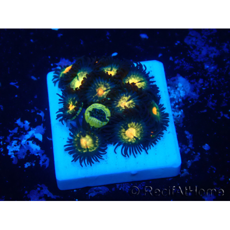 WYSIWYG - ZoanthusMaricultura Acclimatado bajo LED