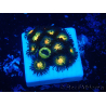 WYSIWYG - Zoanthus Mariculture Indo Acclimaté sous led