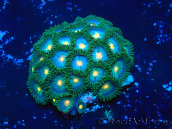 WYSIWYG - Zoanthus Mariculture Indo Acclimated under LED