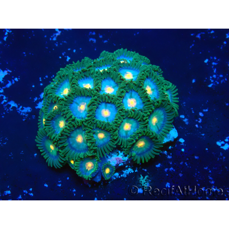WYSIWYG - Zoanthus 14Q2 Mariculture Indo Acclimaté sous led