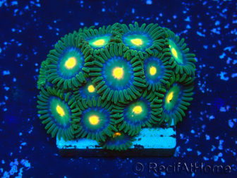 WYSIWYG - ZoanthusMaricultura Indo Aclimatado bajo led