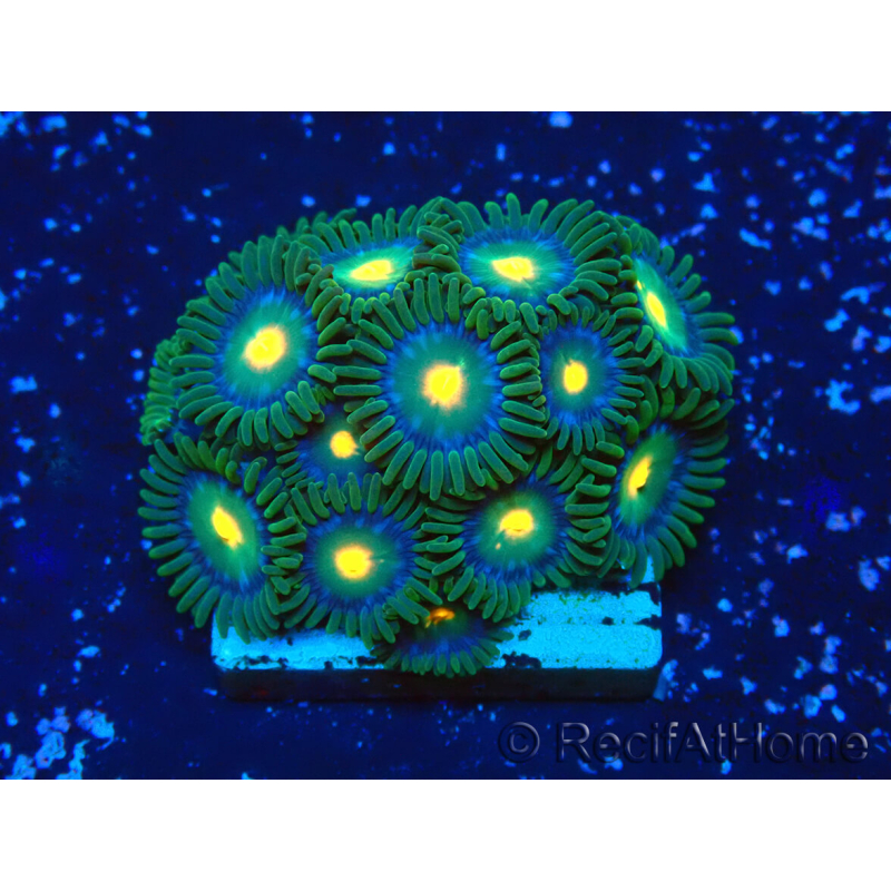WYSIWYG - ZoanthusMariculture Indo Acclimated under LED