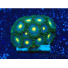 WYSIWYG - ZoanthusMariculture Indo Acclimated under LED