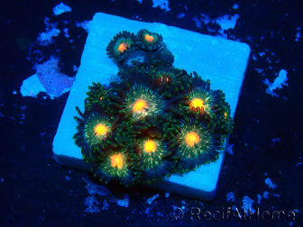 WYSIWYG - ZoanthusMaricultura Indo Aclimatado bajo LED