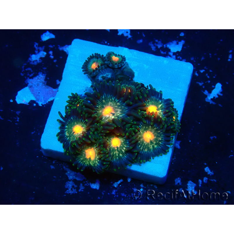 WYSIWYG - Zoanthus 14Q4 Mariculture Indo Acclimaté sous led