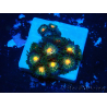 WYSIWYG - Zoanthus 14Q4 Mariculture Indo Acclimaté sous led