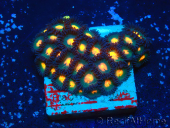 WYSIWYG - ZoanthusMariculture Indo Acclimated under LED