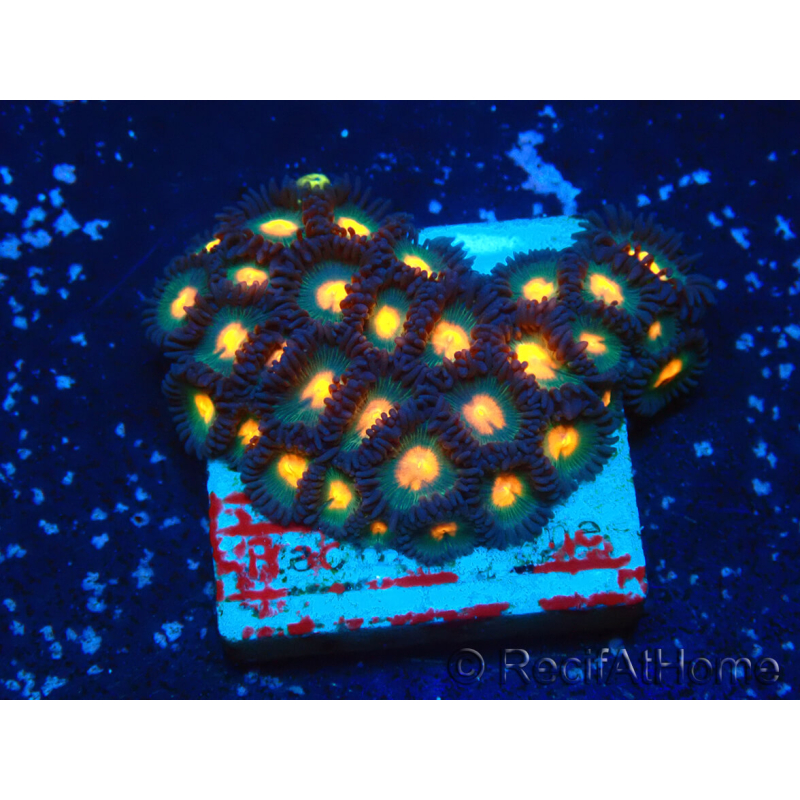 WYSIWYG - Zoanthus 14Q5 Mariculture Indo Acclimaté sous led