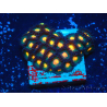 WYSIWYG - ZoanthusMariculture Indo Acclimaté sous led