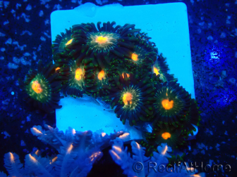 WYSIWYG - Zoanthus Mariculture Indo Acclimaté sous led