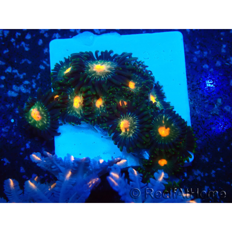 WYSIWYG - Zoanthus Mariculture Indo Acclimated under LED