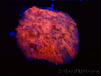 WYSIWYG - RAH Mycedium Blood Stain 23B4