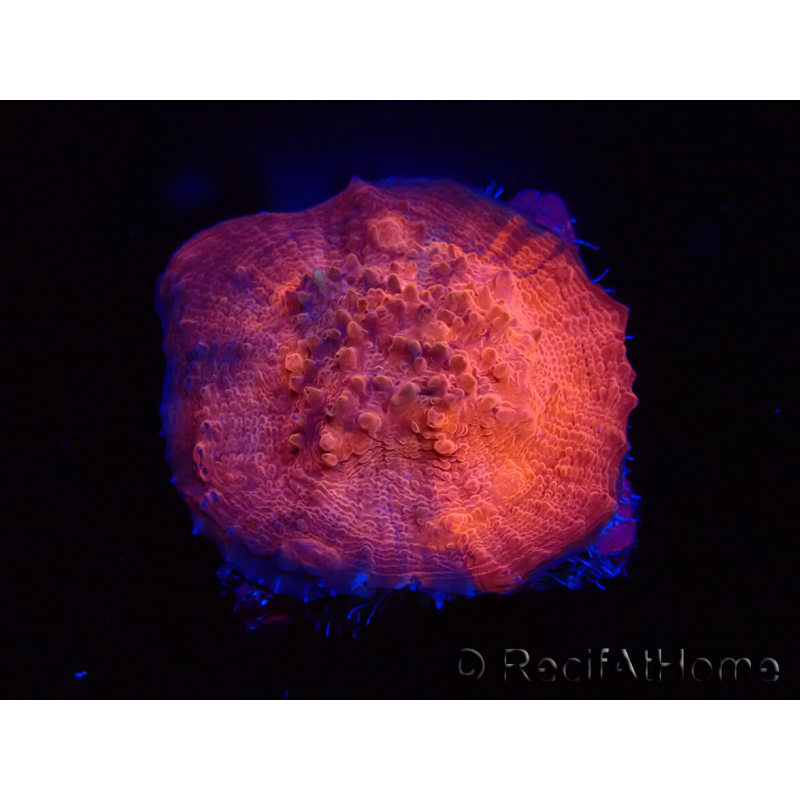 WYSIWYG - RAH Mycedium Blood Stain