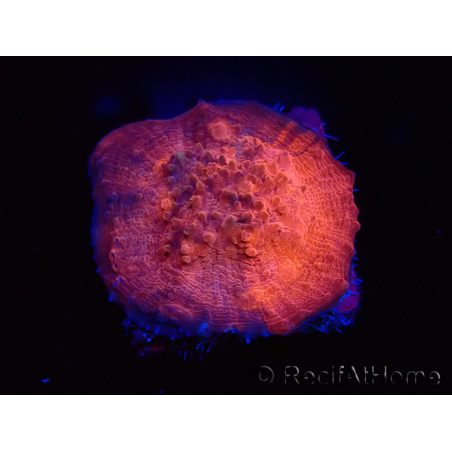 WYSIWYG - RAH Mycedium Blood Stain