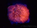 WYSIWYG - RAH Mycedium Blood Stain