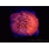 WYSIWYG - RAH Mycedium Blood Stain 23B5