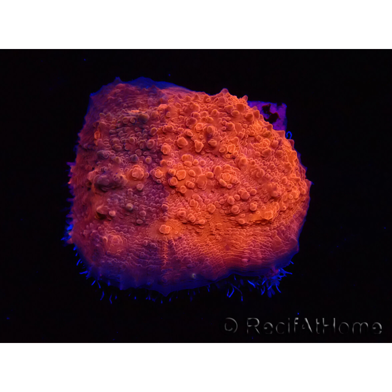 WYSIWYG - RAH Mycedium Blood Stain 23B6