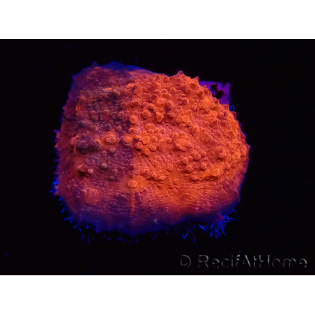 WYSIWYG - RAH Mycedium Blood Stain