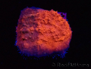 WYSIWYG - RAH Mycedium Blood Stain