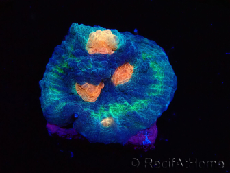 WYSIWYG - RAH Munchkin chalice