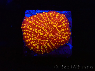 WYSIWYG - RAH Salamander Chalice 23E6