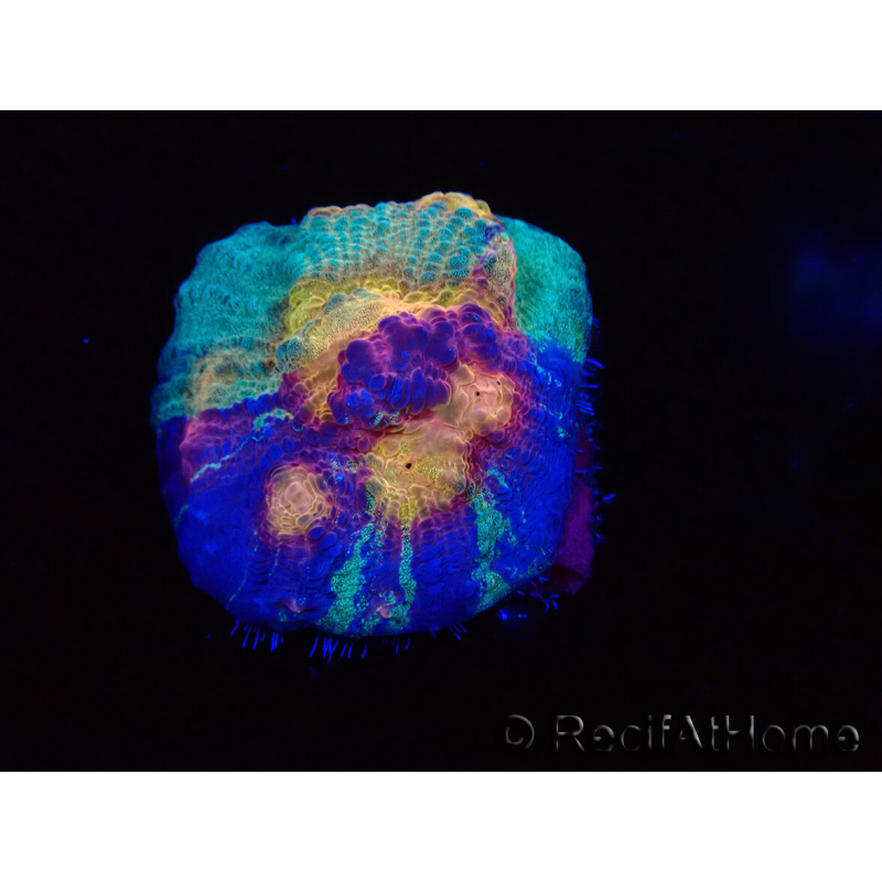 WYSIWYG - RAH Mycedium Paint bleed