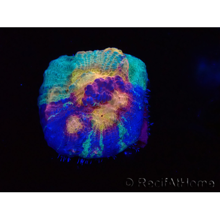 WYSIWYG - RAH Mycedium Paint bleed