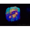 WYSIWYG - RAH Mycedium Paint bleed