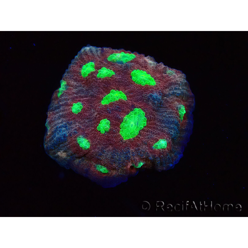 WYSIWYG - RAH Mycedium Tiki Blaze 23F4