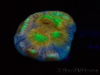 WYSIWYG - RAH Mycedium robokaki Lily's 23G2