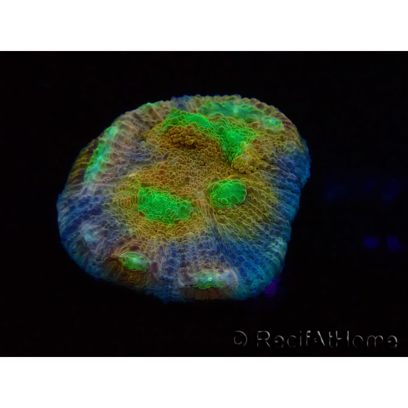 WYSIWYG - RAH Mycedium robokaki Lily's 23G2