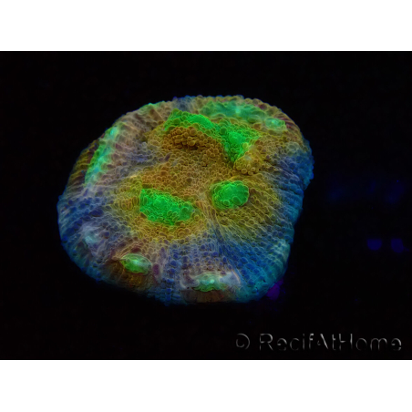 WYSIWYG - RAH Mycedium robokaki Lily's 23G2