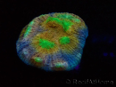 WYSIWYG - RAH Mycedium robokaki Lily's 23G2