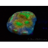 WYSIWYG - RAH Mycedium robokaki Lily's 23G2