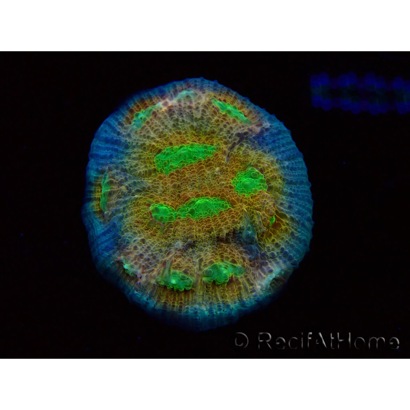WYSIWYG - RAH Mycedium robokaki Lily's 23G3