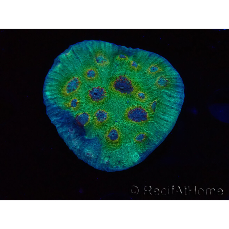 WYSIWYG - RAH Mycedium Solar Flare 23G7