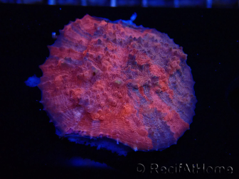 WYSIWYG - RAH Mycedium Blood Stain 23B4
