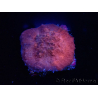 WYSIWYG - RAH Mycedium Blood Stain 23B5