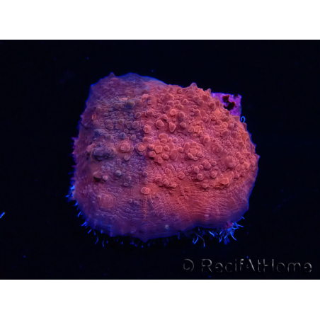 WYSIWYG - RAH Mycedium Blood Stain