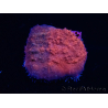 WYSIWYG - RAH Mycedium Blood Stain 23B6