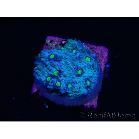 WYSIWYG - RAH Mycedium Smurfette 23C4